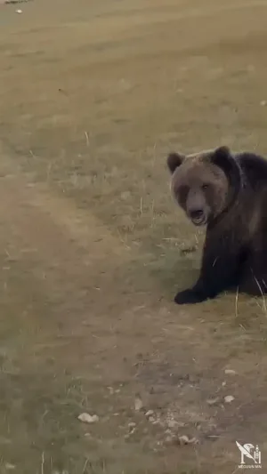 🛑ХӨВСГӨЛ АЙМГИЙН ТҮНЭЛ СУМЫН МАЛЧИН МАЛ РУУ НЬ ДАЙРСАН БААВГАЙГ БУГУЙЛДАЖ, ХҮЛЖЭЭ