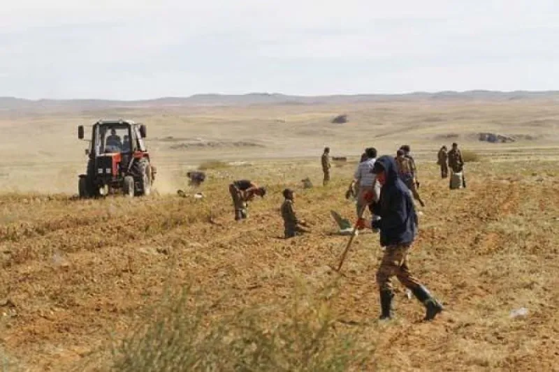 Ургац хураалтад 11 мянган хүн хөдөлмөрийн түр гэрээгээр ажиллаж байна