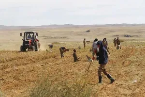 Ургац хураалтад 11 мянган хүн хөдөлмөрийн түр гэрээгээр ажиллаж байна