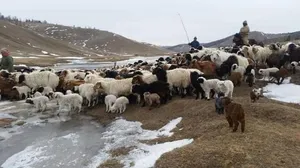 МАЛЫН ГОЦ ХАЛДВАРТ ӨВЧИН ЗҮҮН АЙМГУУДАД ГАРЧЭЭ