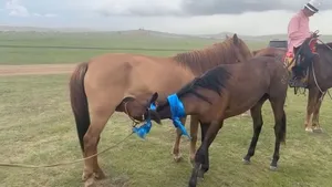 ТӨРИЙН НААДМЫН АМАН ХҮЗҮҮДСЭН ДААГА ЭХТЭЙГЭЭ УУЛЗАХ МӨЧ…
