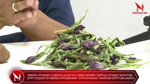 ЭМИЙН УРГАМАЛ СУДЛААЧ Д.ЦОГХҮҮ ХӨВСГӨЛИЙН ТАЙГАД УРГАДАГ МОНГОЛД БҮРТГЭГДЭЭГҮЙ ЭМИЙН УРГАМАЛИЙГ СУРТАЛЧИЛАН ТАНИУЛЖ БҮРТГЭЖ БАЙНА