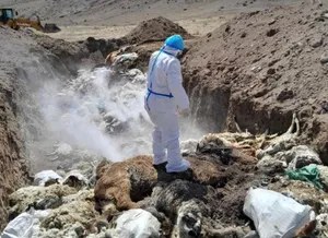 Мал эмнэлгийн ерөнхий газраас 2024 оны сэг зэм устгалын ажлын гүйцэтгэл