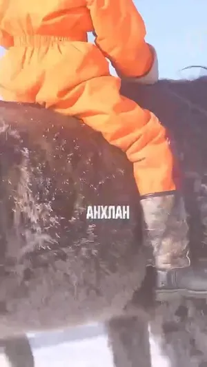 Д.Дагвадорж : Манай өвөг дээдэс бичиж үлдээгээгүй л болохоос Монгол морины жин , Унаач хүүхдийн жин яг таардаг гэдгийг мэддэг байсан