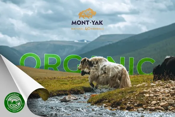 MONT-YAK БРЭНДИЙН САРЛАГИЙН ШАР ТОС, АМТАТ ХАЙЛМАГ БҮТЭЭГДЭХҮҮН 100%-ИЙН #ОРГАНИК_ХҮНС БОЛЛОО