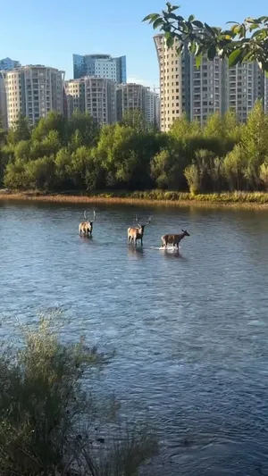 ЯГ ОДОО ТУУЛ ГОЛД